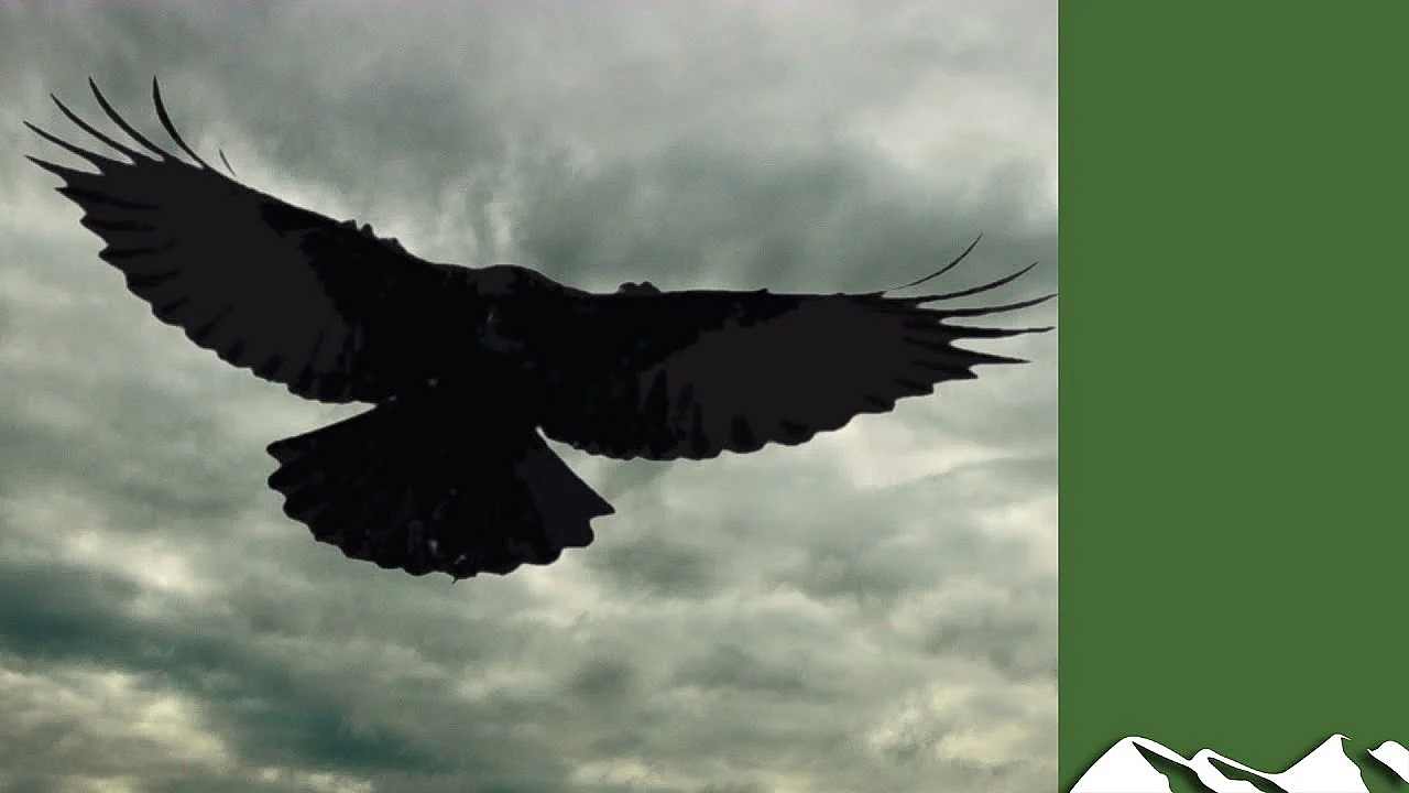 Crow Shoot: Big Day Over Apples