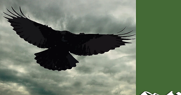 Crow Shoot: Big Day Over Apples