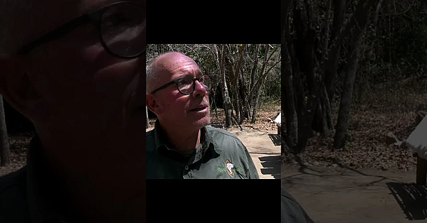 #mozambique The Harsh Reality Of #poaching &amp; The Snares Maiming Wildlife #fieldsportsbritain