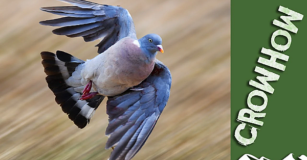 Pigeon Harvest Festival