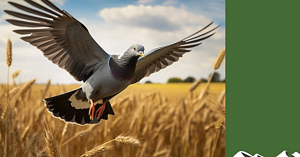Ultimate .410 Cartridge For Pigeons, Game And Clays