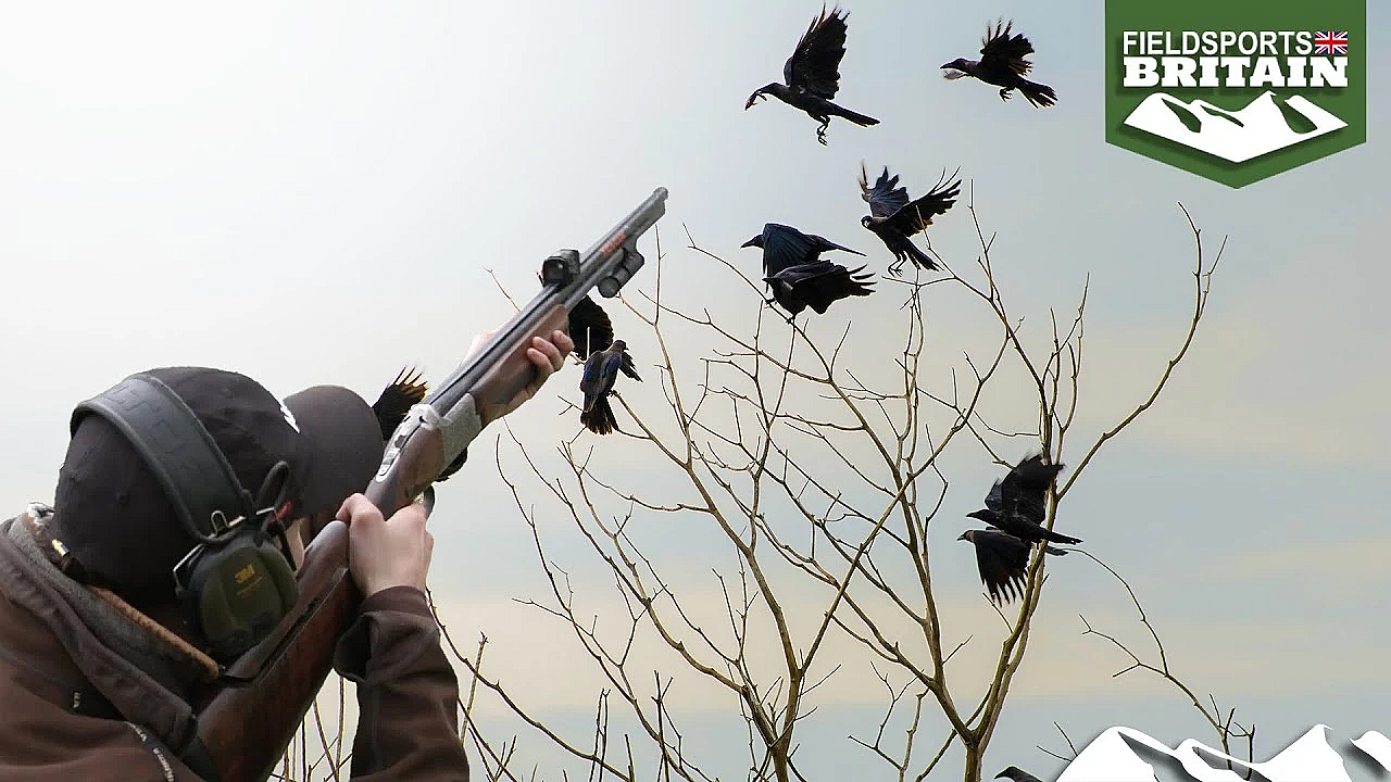 Red Dot Shotgun Sight On Crows