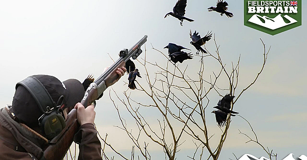 Red Dot Shotgun Sight On Crows