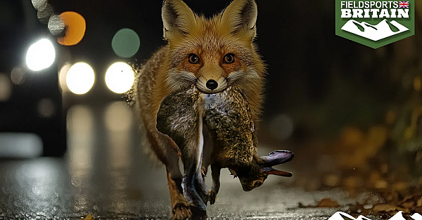 Shooting The Fox That Retrieves Rabbits