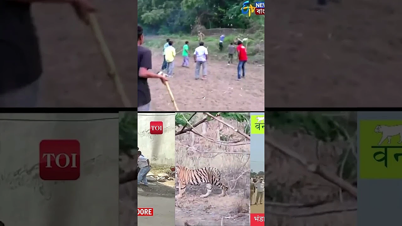 India Is Talking About #tiger Hunting Again. Watch Now On #fieldsportsbritain