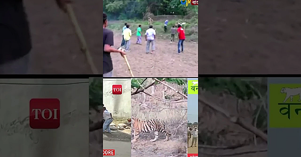 India Is Talking About #tiger Hunting Again. Watch Now On #fieldsportsbritain