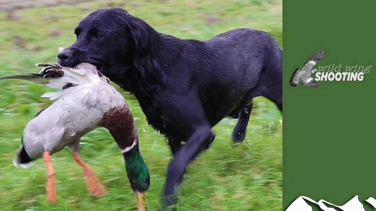Wildfowling On The Wexford Sloblands