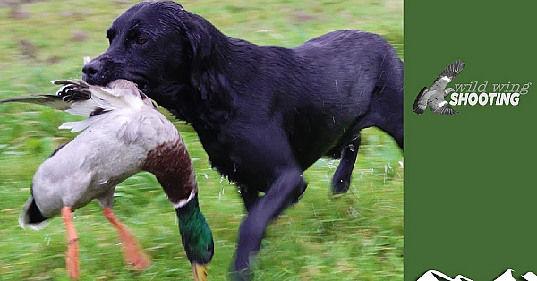 Wildfowling On The Wexford Sloblands