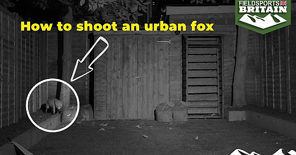 How To Shoot An Urban Fox