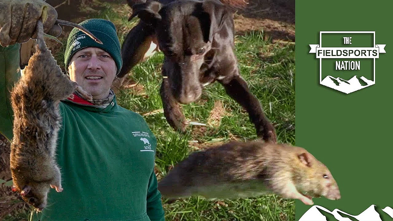 Ratting Mayhem With The Suffolk &amp; Norfolk Rat Pack