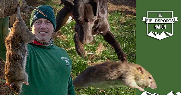 Ratting Mayhem With The Suffolk &amp; Norfolk Rat Pack