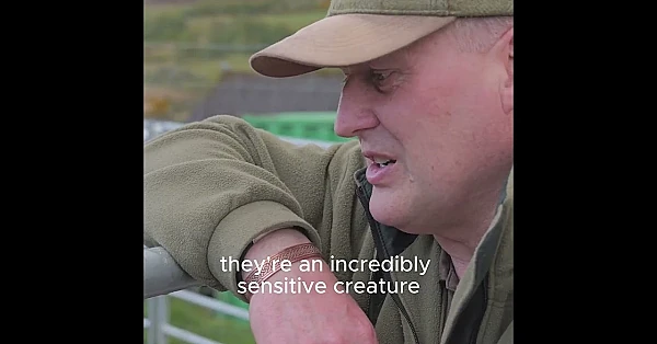 Selective deer management starts with correctly identifying the right animal.