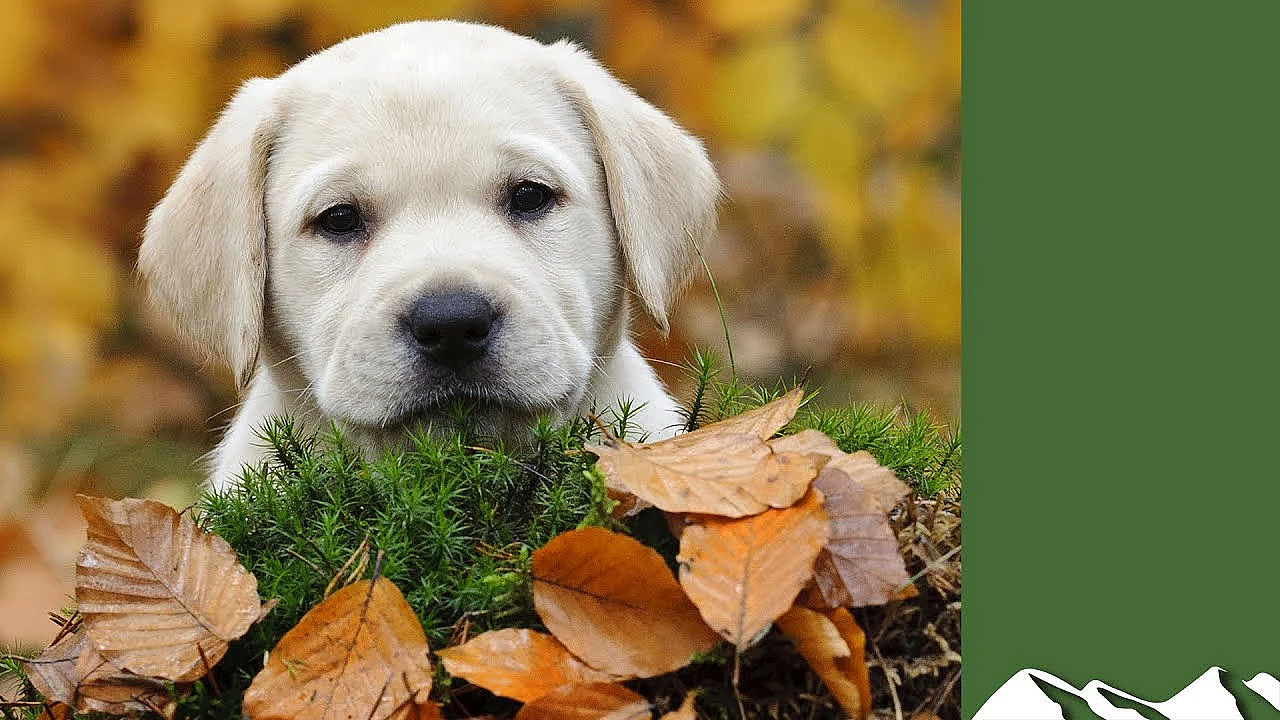How To Choose A Labrador Puppy