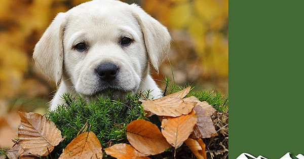 How To Choose A Labrador Puppy