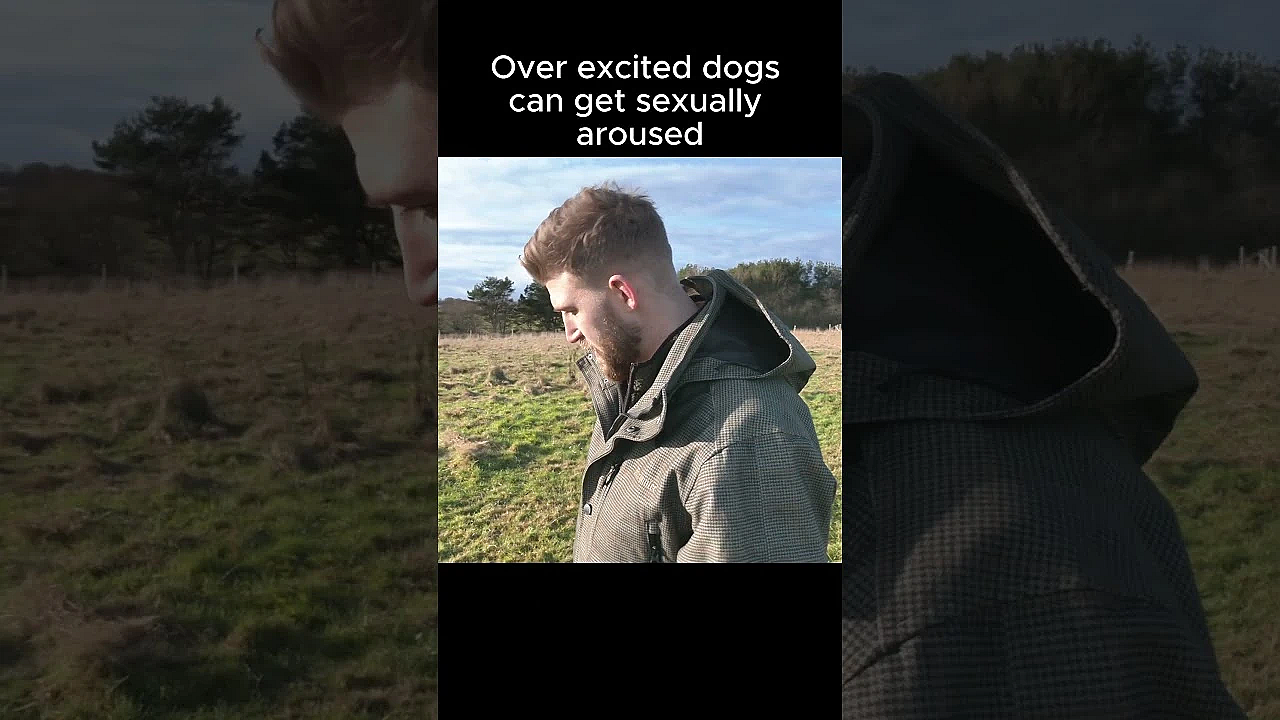 Why Does My Labrador Get Over Excited? #gundogs