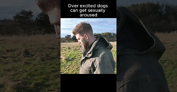 Why Does My Labrador Get Over Excited? #gundogs