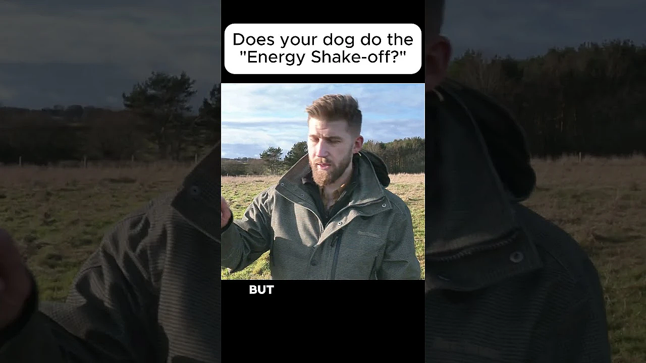 Why Dogs Shake #labradorretriever #gundogtraining