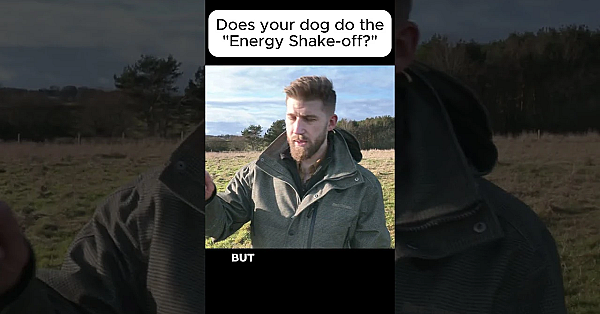 Why Dogs Shake #labradorretriever #gundogtraining