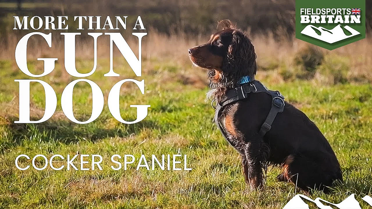 More Than A Gundog: The Cocker Spaniel