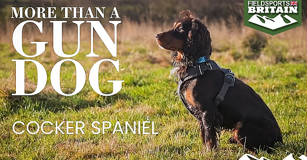 More Than A Gundog: The Cocker Spaniel