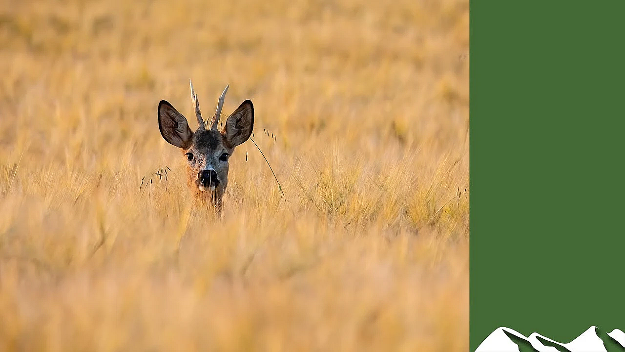 How To Shoot Deer When The Crops Are High