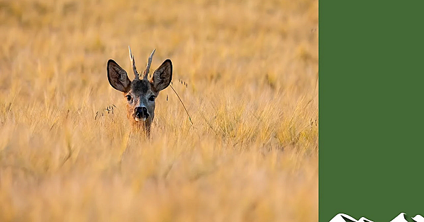 How To Shoot Deer When The Crops Are High