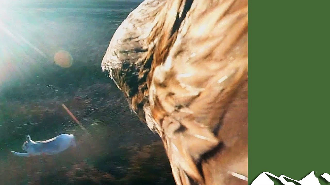 Flying Eagle Point Of View : Hare Hunting