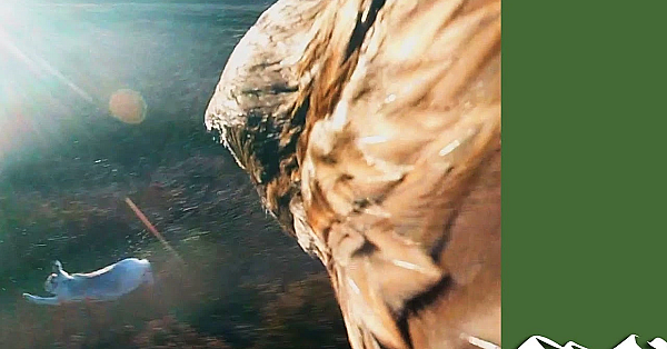 Flying Eagle Point Of View : Hare Hunting