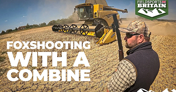 Combining for foxes