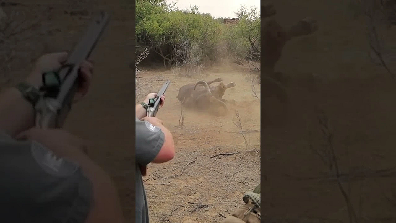 Sim Buff: Cape Buffalo Professional Hunters' Course  #fieldsportsbritain
