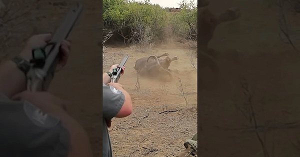Sim Buff: Cape Buffalo Professional Hunters' Course  #fieldsportsbritain