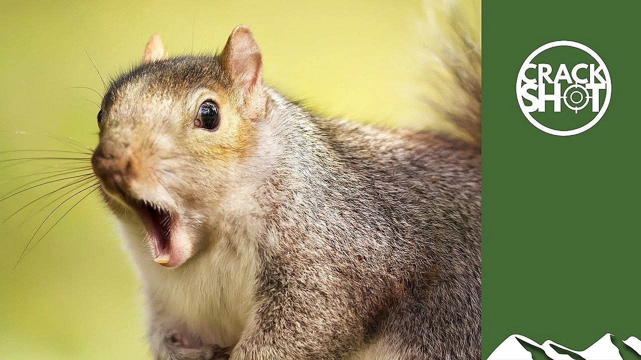 Bird Table Of Doom: Air Pistols