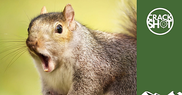 Bird Table Of Doom: Air Pistols