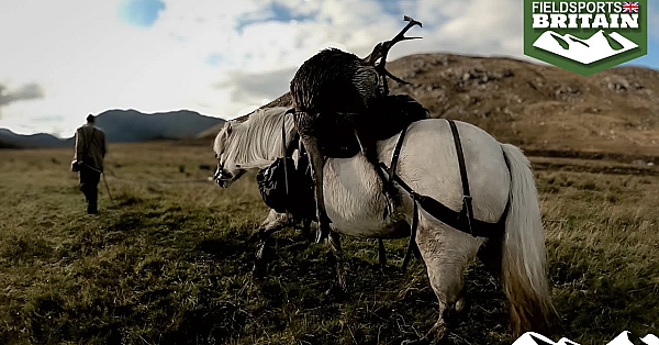 History Of The Highland Pony