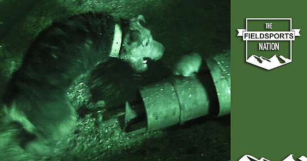 Smoke, Terriers And A Fountain Of Rats