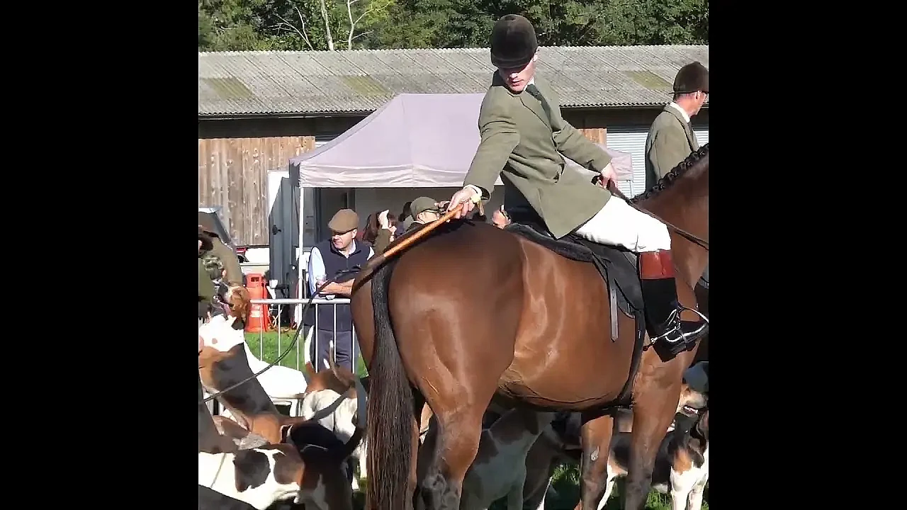 Hounds, horses & hunt staff take centre stage