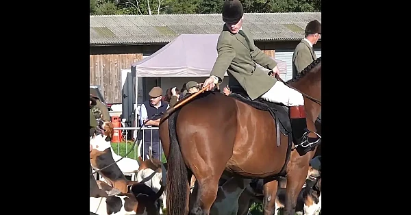 Hounds, horses & hunt staff take centre stage