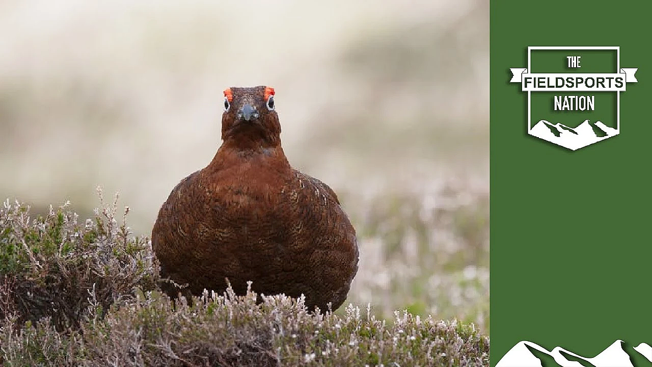 Grouseshooting: It's All About The People