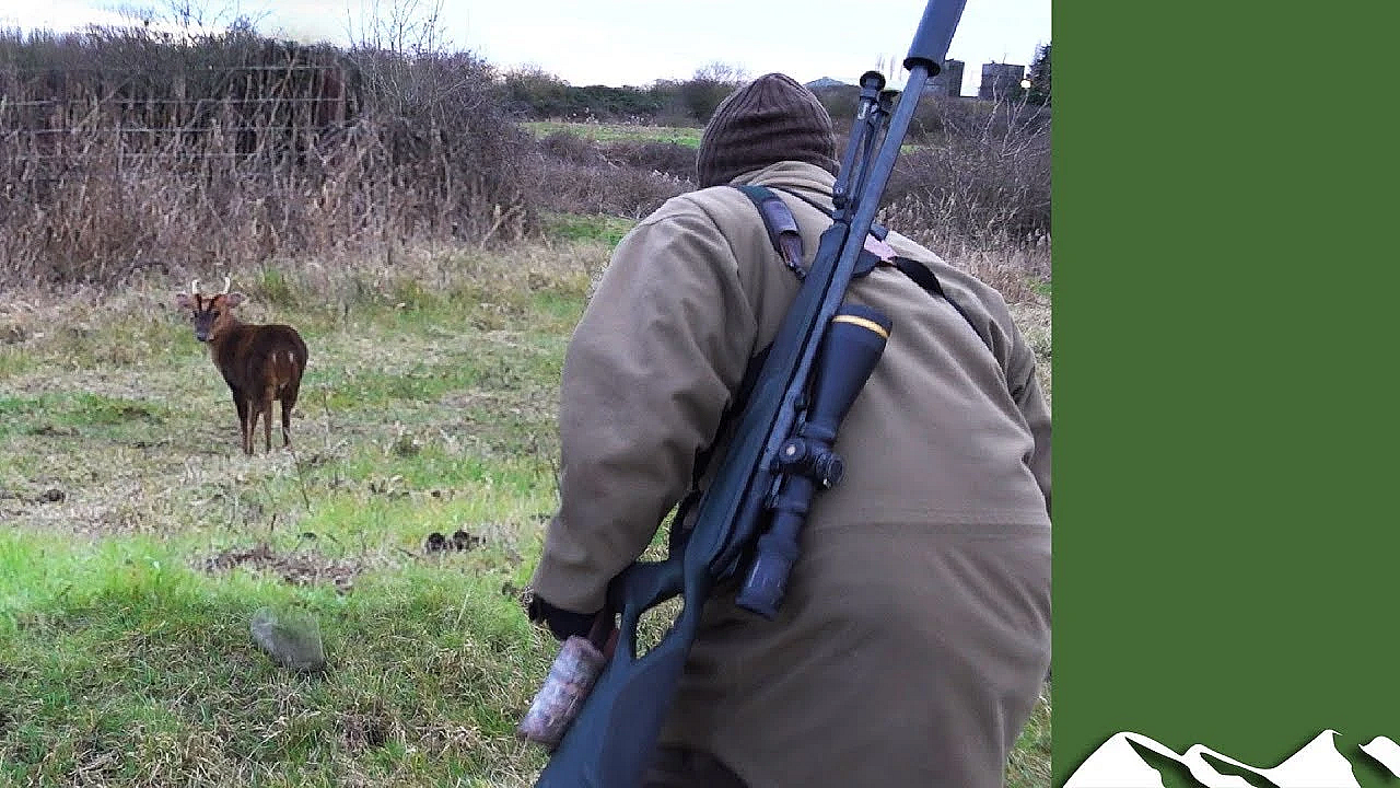 Norfolk Muntjac Stalking