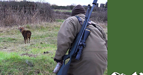 Norfolk Muntjac Stalking