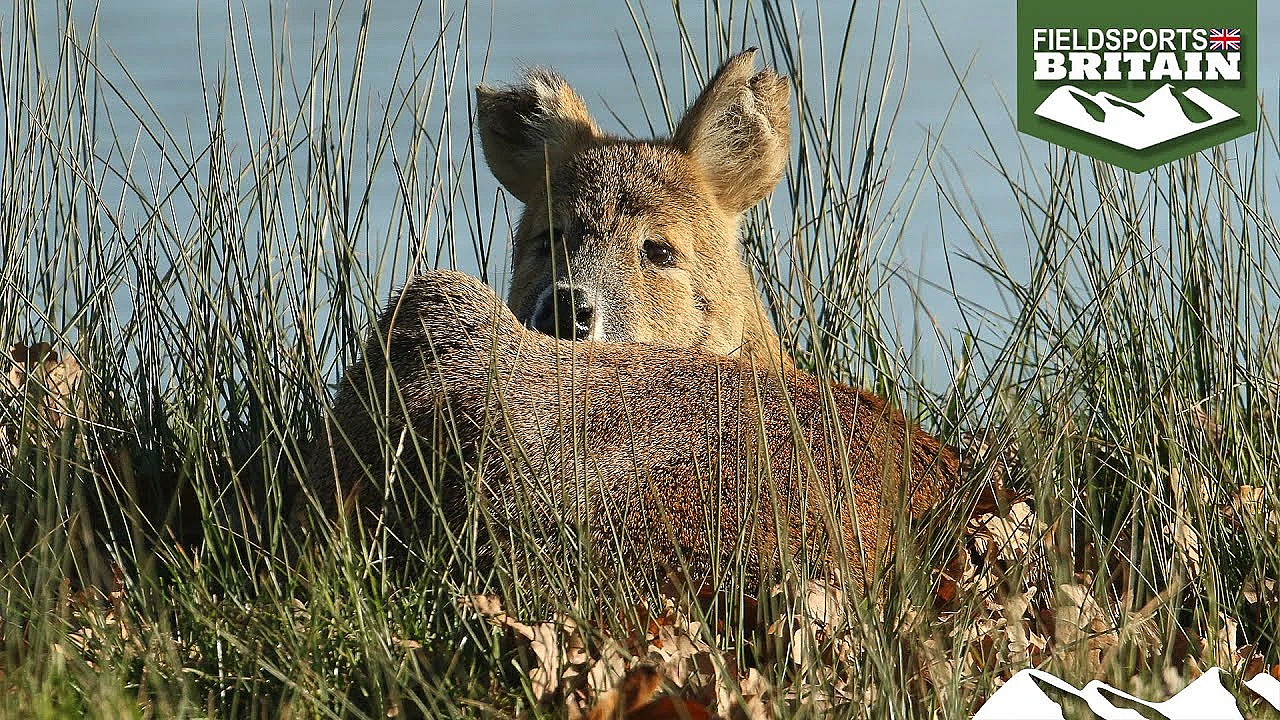 How Hunters Are Solving Cambridgeshire's Deer Problem