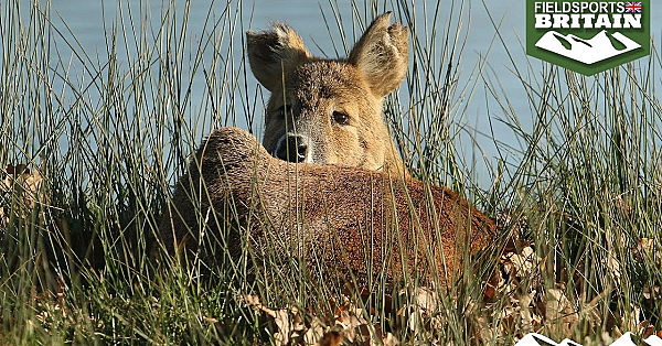 How Hunters Are Solving Cambridgeshire's Deer Problem