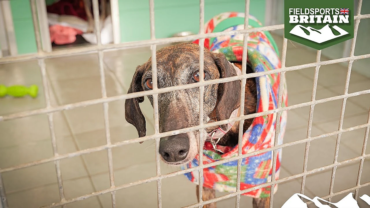 How Labour Plans To Kill Off Dogs' Homes