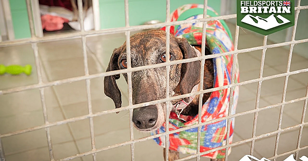 How Labour Plans To Kill Off Dogs' Homes