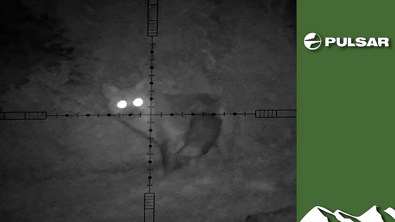 Dartmoor Foxshooting