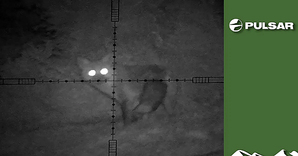 Dartmoor Foxshooting