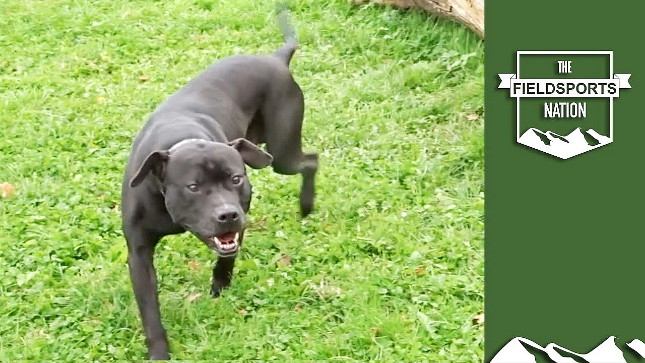 Rspca's Dog Grabbing Fundraiser