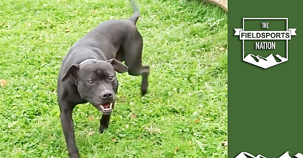 Rspca's Dog Grabbing Fundraiser