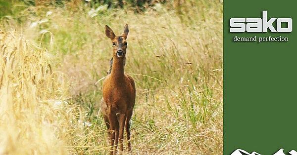 On Test  Sako Gamehead Pro