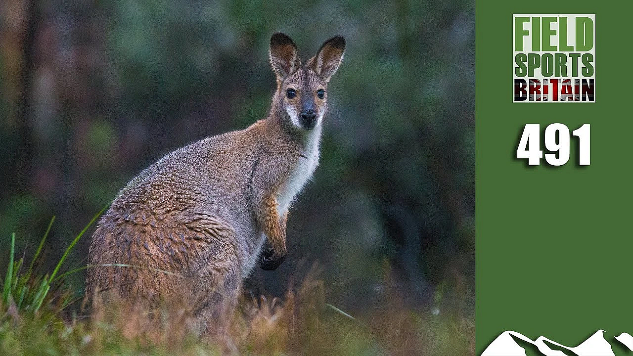 Fieldsports Britain - Wallaby Control